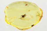 Detailed Fossil Velvet Mite and True Midge in Baltic Amber #352951-2